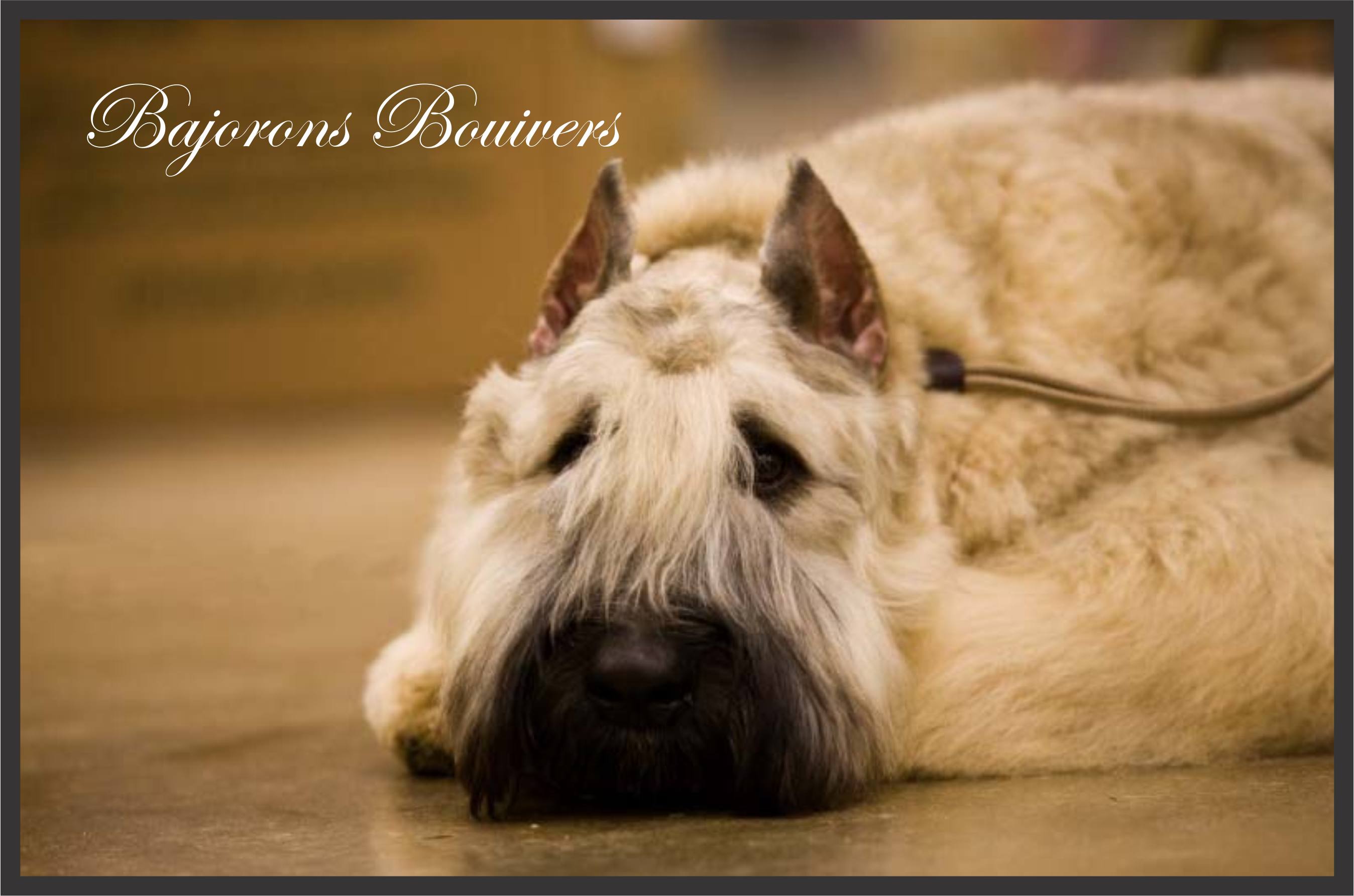 Obedience and the Bouvier des Flandres